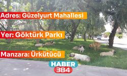 Sokak köpekleri vatandaşları korkutuyor