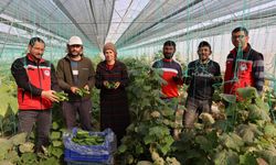 Seralarda ikinci ürün hasadı başladı