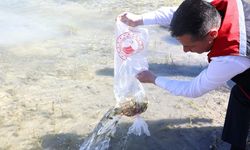 Nevşehir’de yaklaşık 900 bin sazan suya bırakıldı
