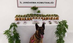 Hacıbektaş'ta uyuşturucu operasyonu