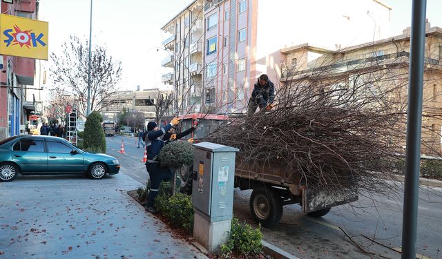 Belediye ekipleri ağaçları budadı