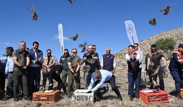 600 adet kınalı keklik doğaya salındı