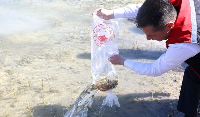 Nevşehir’de yaklaşık 900 bin sazan suya bırakıldı