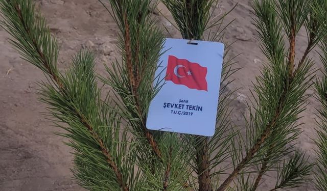 Fidanlar şehitler anısına toprakla buluştu