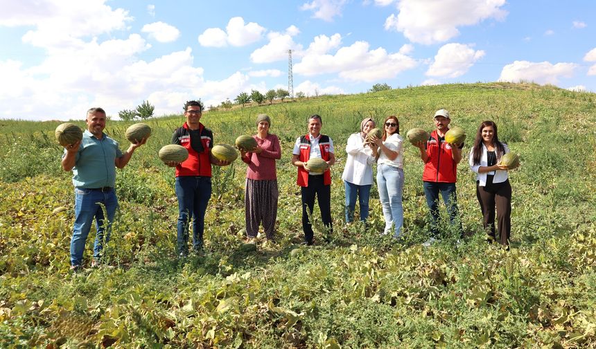 TAKE projesi kapsamında kavun hasadı başladı