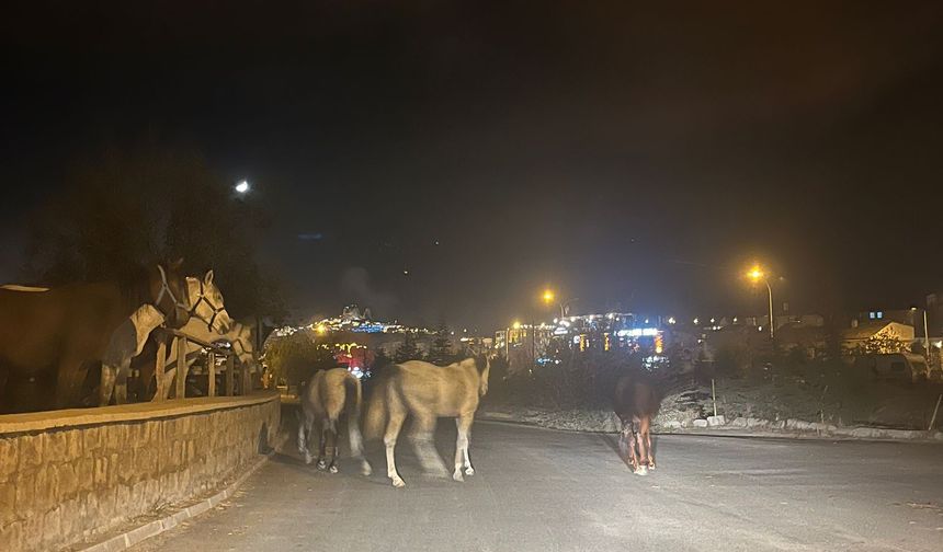 Çiftlikler kapanmaya başladı, atlar ortada kaldı