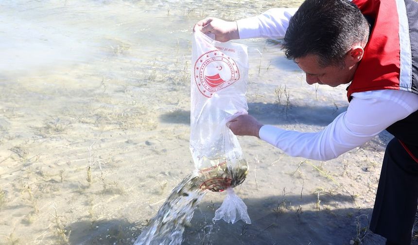 Nevşehir’de yaklaşık 900 bin sazan suya bırakıldı