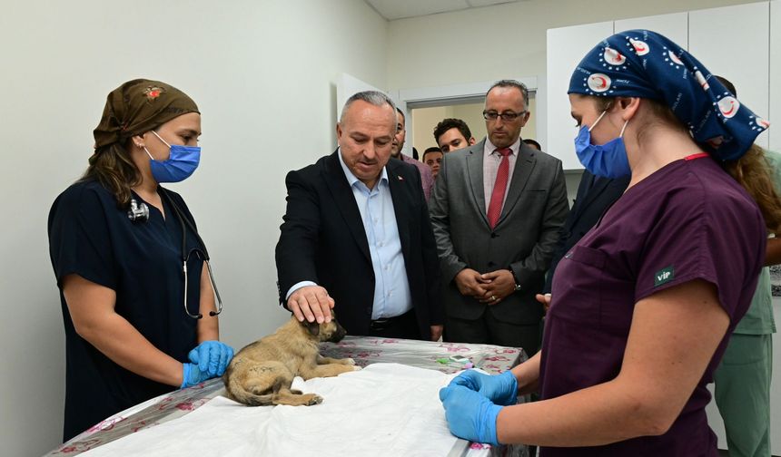 Vali Fidan'dan sokak köpekleri açıklaması